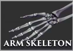 Arm Skeleton Realistic Zbrush 3D model