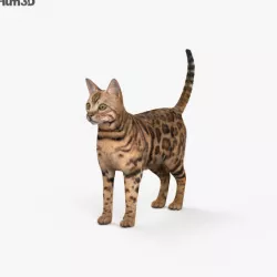 Bengal Cat HD 3D model