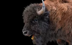 Bison Rigged Hairs 3D model