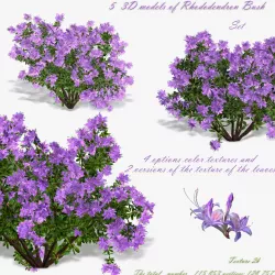 Bush Rhododendron 3D model