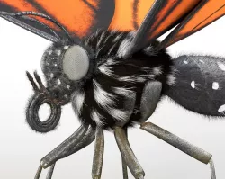 Butterfly Rigged Hairs Low-poly  3D model