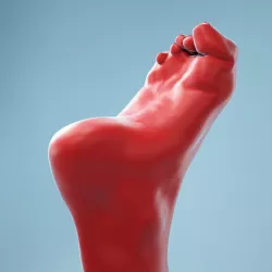 Claw Foot Realistic Foot Model 06 3D model