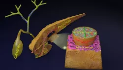 Diabetes pancreas anatomy microscopy islet beta insulin 3D model