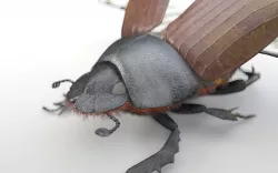 Dung Beetle Low-poly  3D model