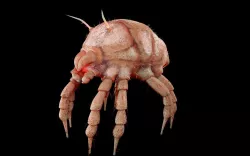 Dust Mite Low-poly  3D model