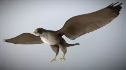 Falcon 3D model
