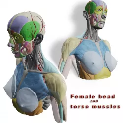 Female head and torso muscles 3D model