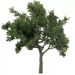 Fig tree fruit 3D model