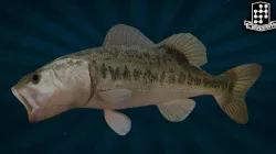FISH-004 3D model