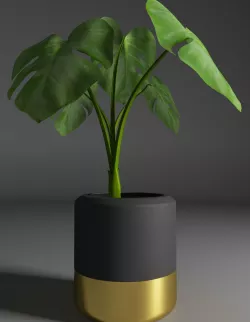 Flower Monstera 3D model