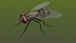 camera fly mode blender 3d models 【 STLFinder