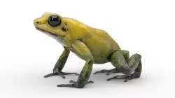 Frog - Golden Poison Dart Frog 3D model
