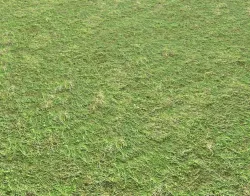 Grass terrain 1 Texture