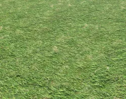 Grass terrain 13 Texture