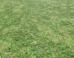 Grass terrain 14 Texture
