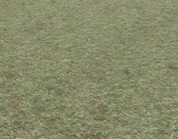 Grass terrain 17 Texture