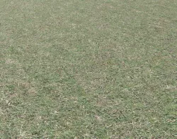Grass terrain 18 Texture