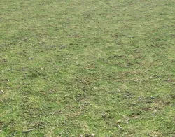 Grass terrain 8 Texture