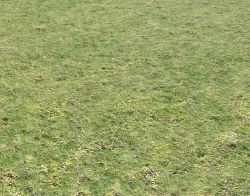 Grass terrain 9 Texture