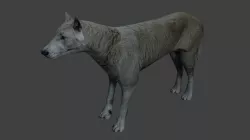 Gray wolf Low-poly  3D model