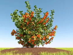 Guince japonica  bush with flowers and fruits 3D model