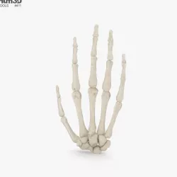 Hand Bones 3D model