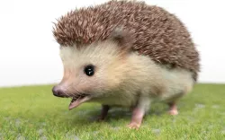 Hedgehog Rigged Hairs 3D model