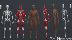 Human Man Scull Humanoid Skeleton Muscle Skin Anatomy Body Low-poly  3D model