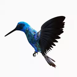 hummingbird  3D model