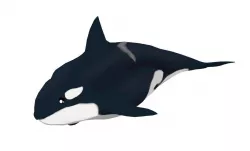 Killer whale Low-poly  3D model