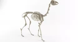 Llama skeleton 3D model