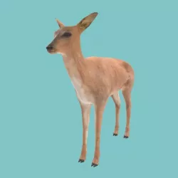 Low poly deer Low-poly  3D model