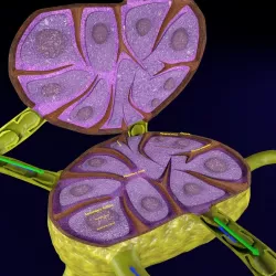 Lymph node Lymphatic system 3D model