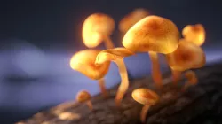 Magic Mushrooms 3D model