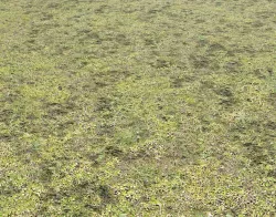 Mossy grass terrain 11 Texture
