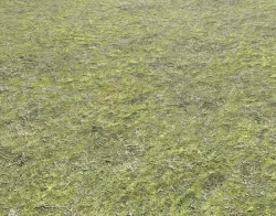 Mossy grass terrain 26 Texture