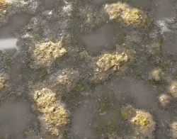 Muddy Water with algae Seamless 2 PBR Texture