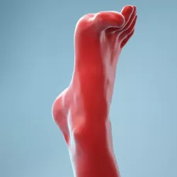Open Toes Realistic Foot Model 05 3D model