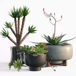 Plants collection 11 3D model