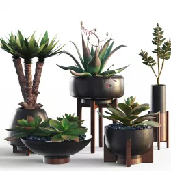 Plants collection 12 3D model