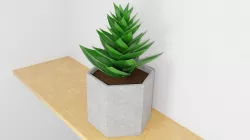 potted succulent plant 3D model