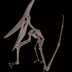 Pteranodon skeleton 3D model