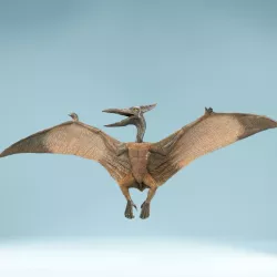 Pterodactylus Low-poly  3D model