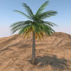 Queen Palm Tree 3D model