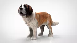 SAINT BERNARD 3D model