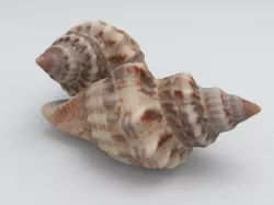 Seashell  3D model