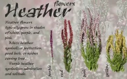 Set of heather flower models  3D model