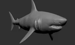 shark 3D model