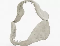 Shark Jaw Bone 3D model