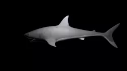 sharky Low-poly  3D model